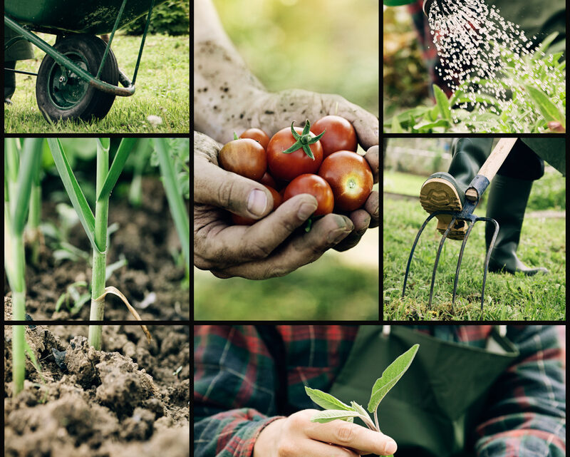 Produkter der styrker havens planter